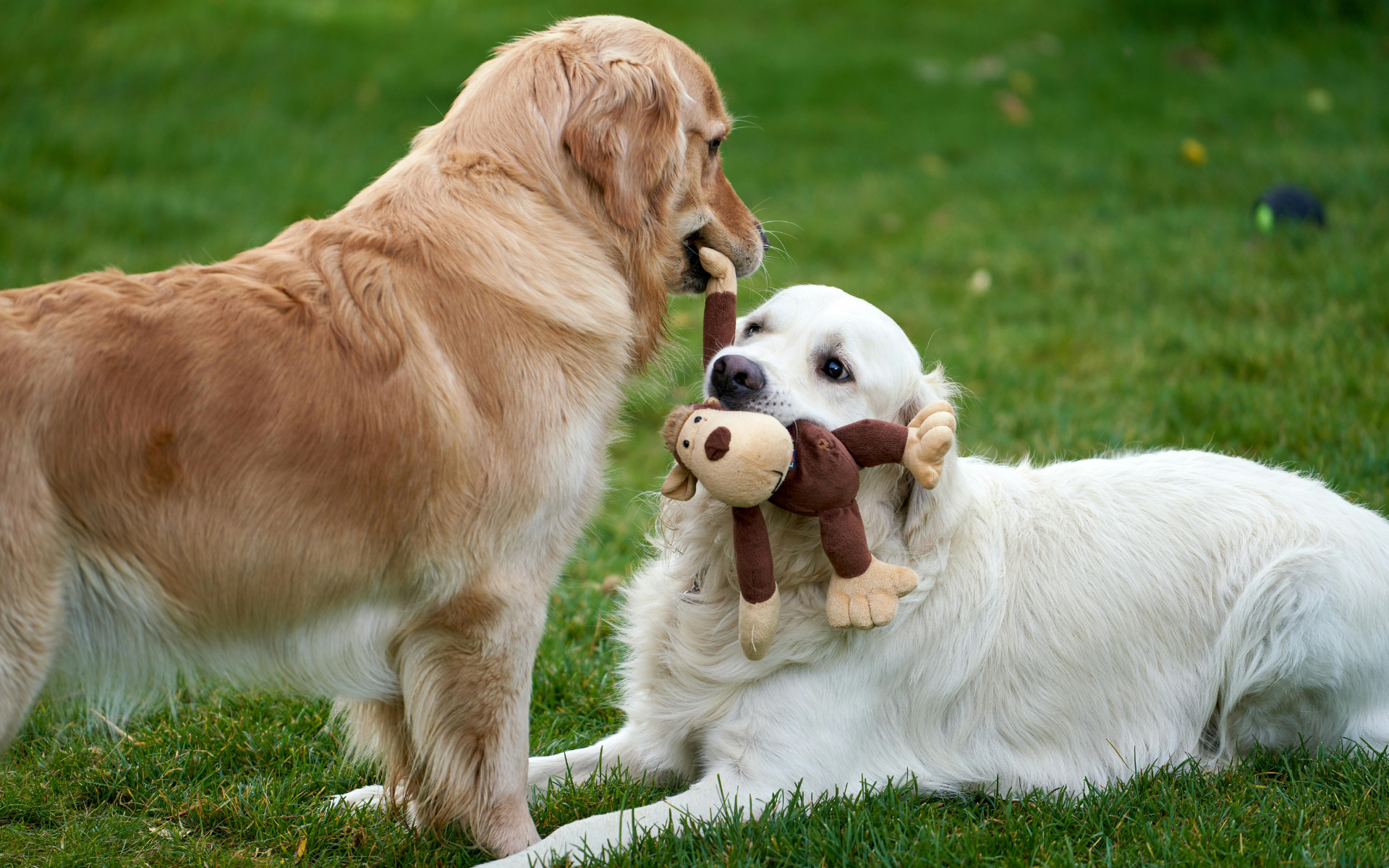Jucării de pluș pentru animale de companie. Moale și drăgălaș, pentru relaxare și joacă ușoară.