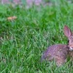 Iepurele ca animal de companie – mituri și realitate