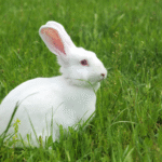 Iepurele ca animal de companie – mituri și realitate