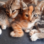 Îmbogățirea pisicilor: Stâlpi și turnuri de zgâriat