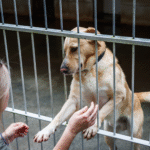 Adoptarea din adăposturi vs. din crescători