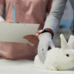 Obiceiuri zilnice: igienă, curățenie și întreținere