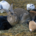 Nutriție pentru iepuri, cobai și hamsteri