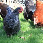 Reduceți costul alimentației 