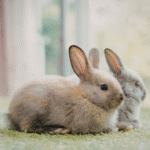 Comunicarea cu iepurele: limbajul corpului și semnalele subtile