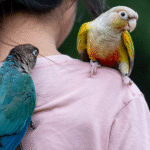 Hrănirea păsărilor: semințe, pelete și recompense