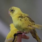 Distracție cu dihorul: Viață socială și îmbogățire