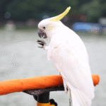 Rutine zilnice: Curățenie, hrănire și legare